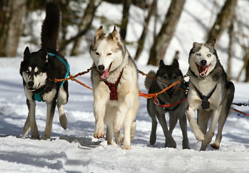 huskies-273409_1280