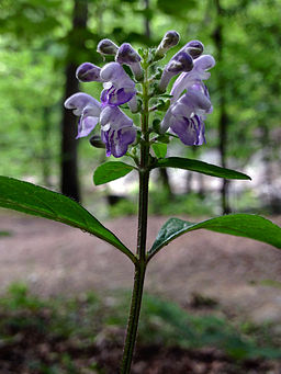 scutellaria_elliptica_-_hairy_skullcap_2