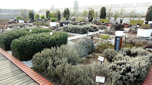 Herb_garden_of_National_Museum_of_Nature_and_Science_Tokyo_02