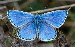 Polyommatus_bellargus_male,_Aveyron,_France_-_Diliff