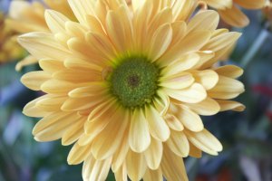 sarah-derritt-521195-unsplash