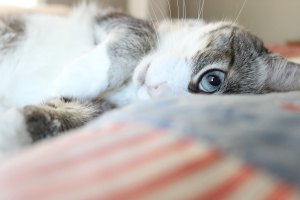 sarah-derritt-521202-unsplash