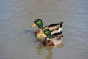 sarah-derritt-523232-unsplash