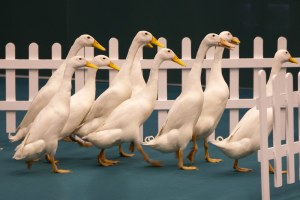 8727939197_b2c64dd3bc_b