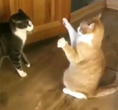 cats