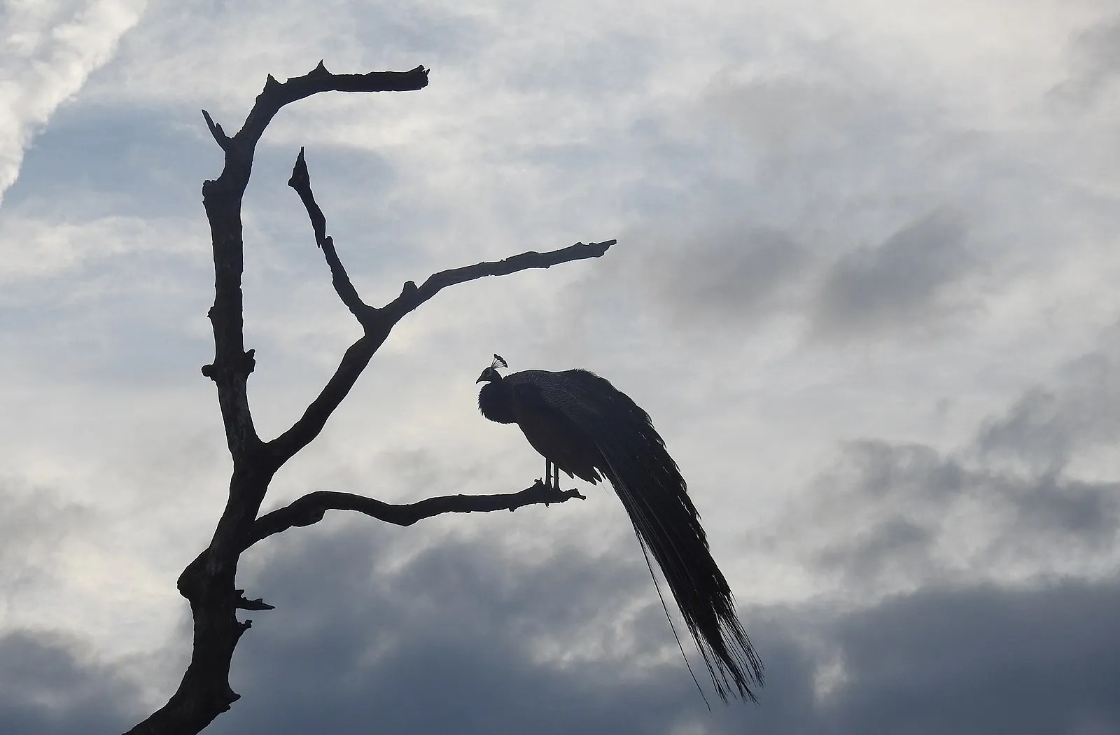 High_Perched_Peacock_at_Yala_National_Park